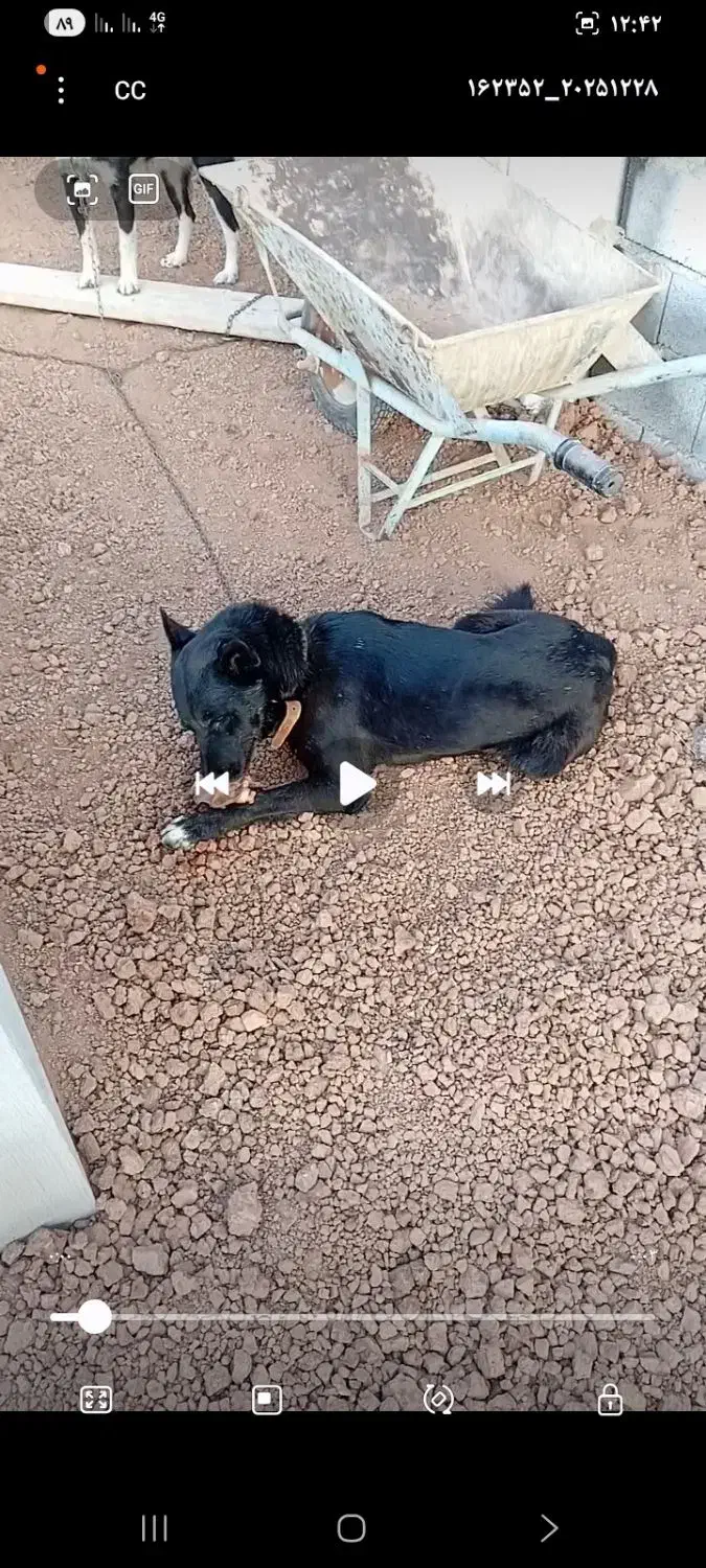 سگ گمشده|حیوانات|رباطکریم, انجم آباد|دیوار