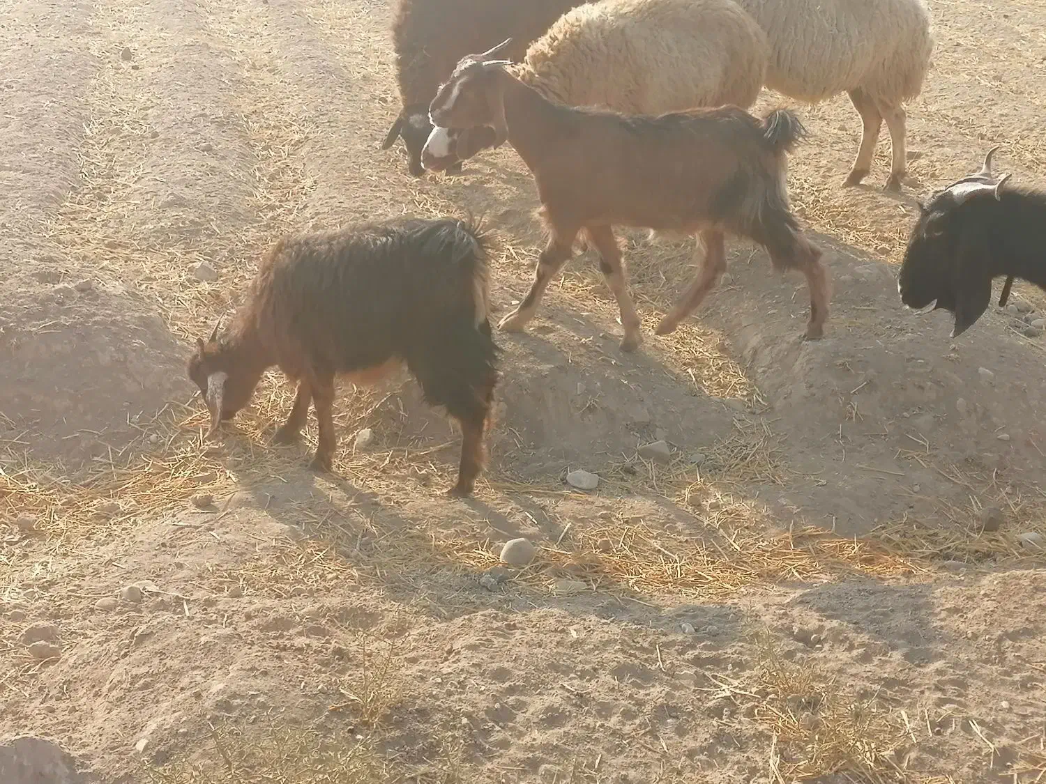 میش بزغاله بره چاغ براکشتار|حیوانات مزرعه|قرچک, صالح آباد|دیوار