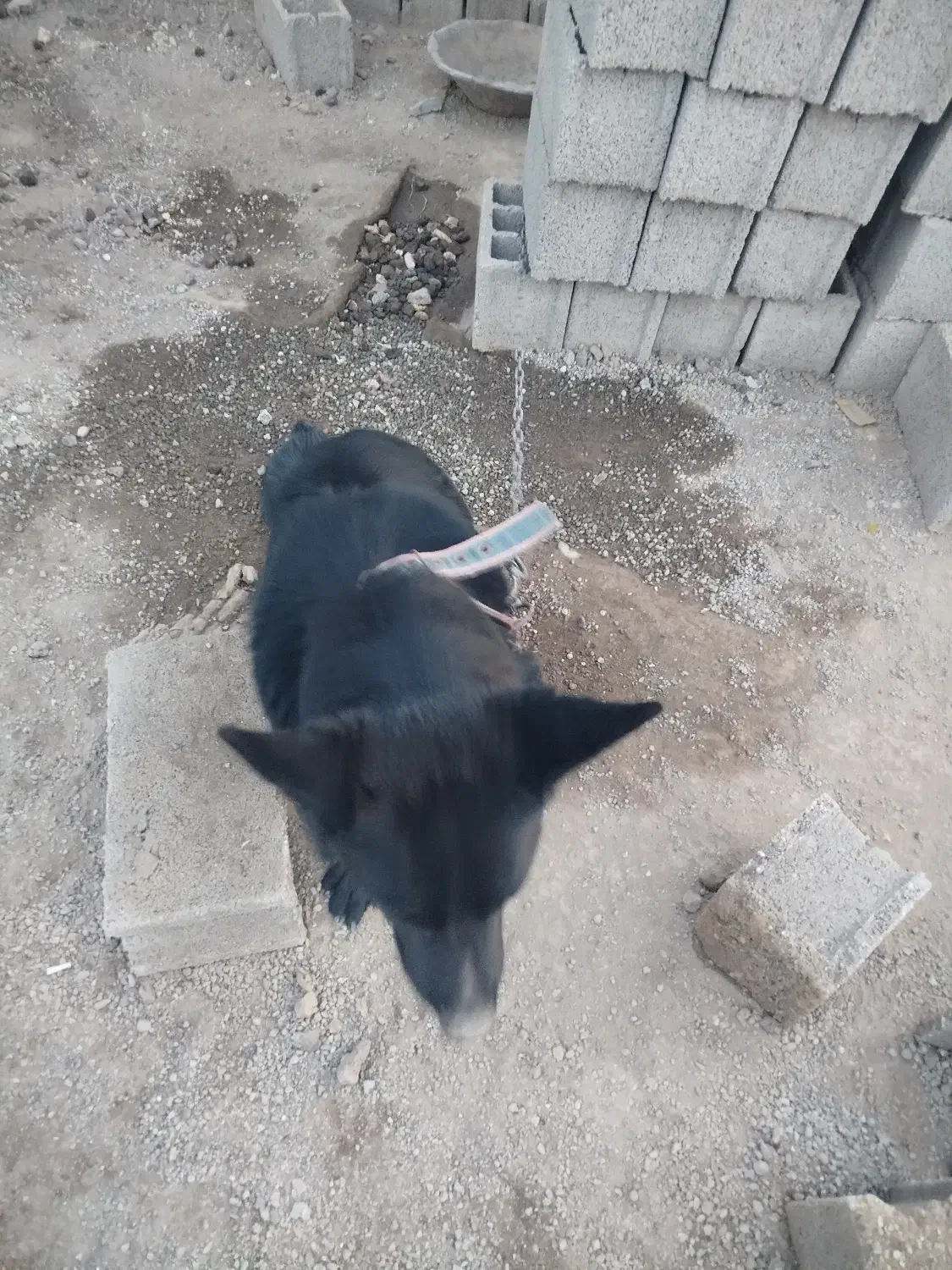 گلورییا|سگ|رزن, |دیوار