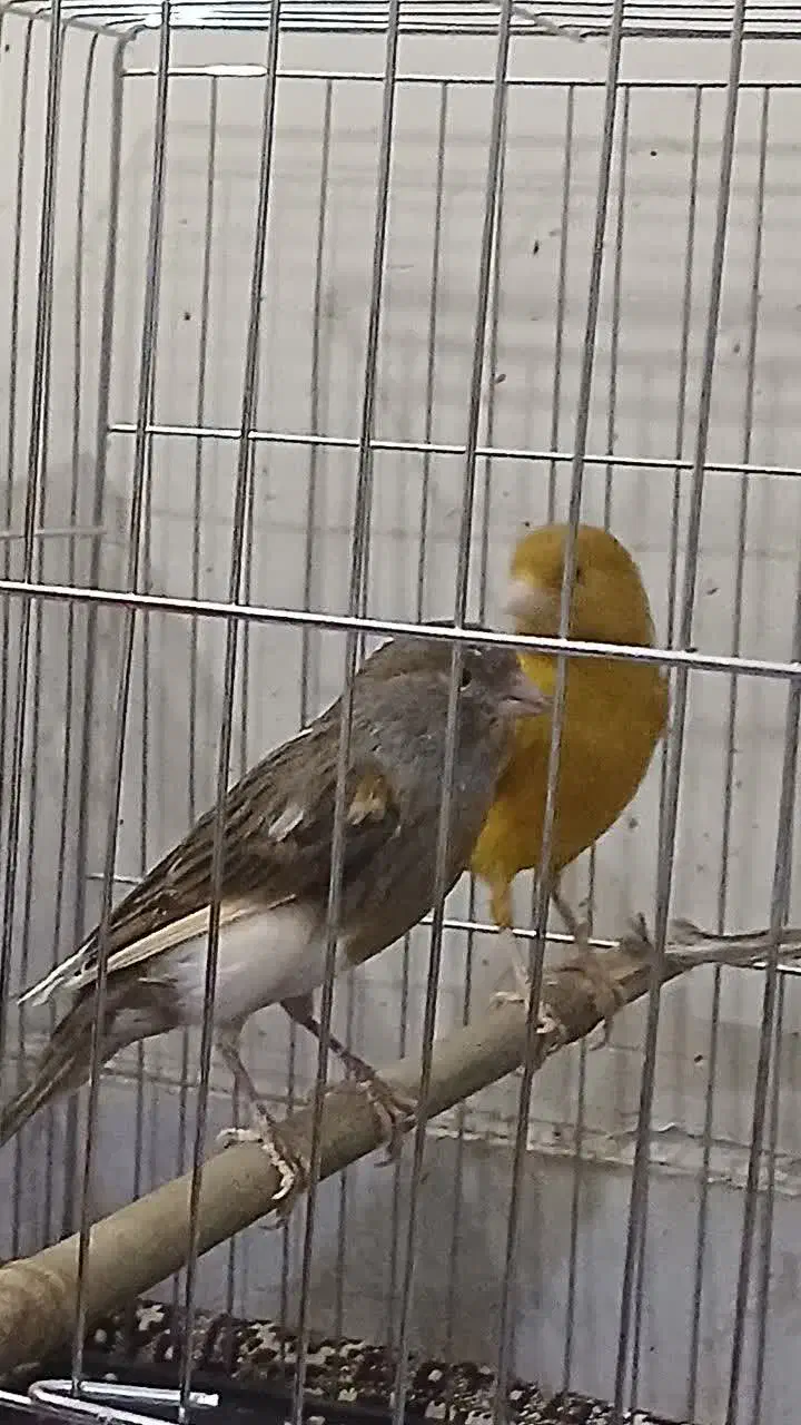 قناری|پرنده|تهران, اسفندیاری|دیوار