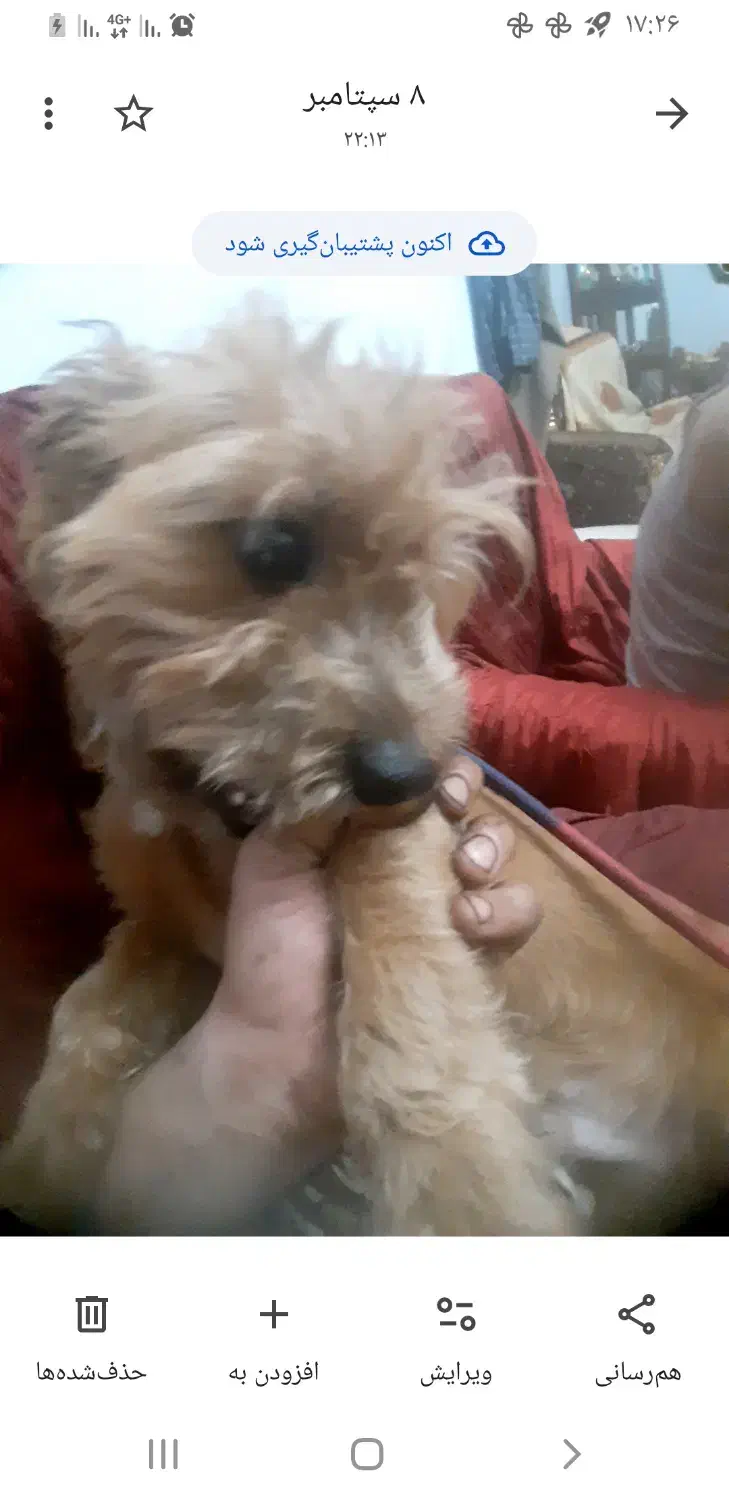 سگ زیبای شیتزو پودل|سگ|کرمانشاه, |دیوار