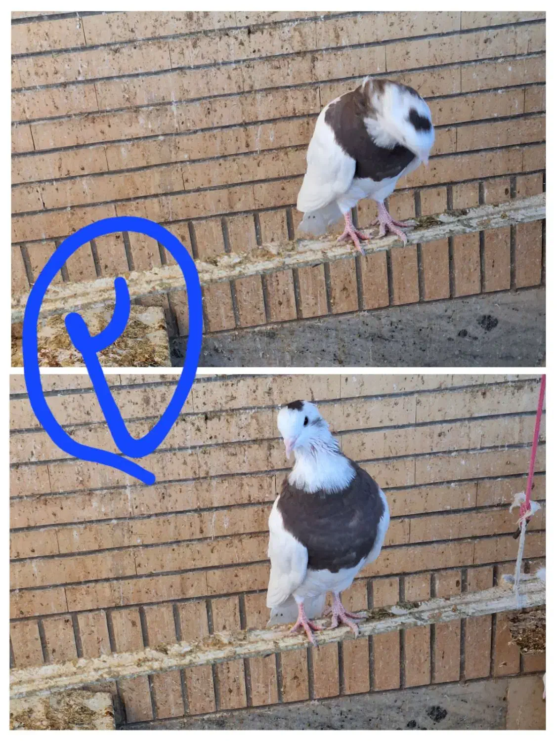 کبوتر طوقی|پرنده|مبارکه, |دیوار