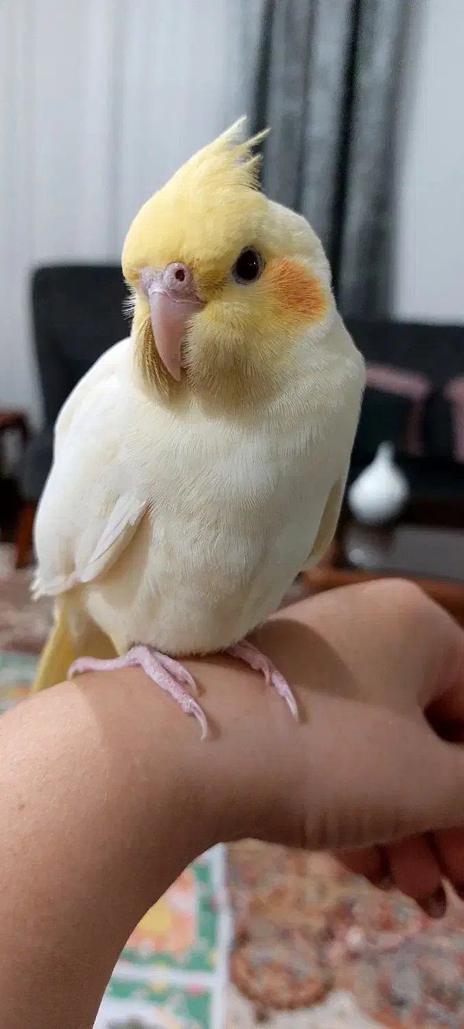 عروس هلندی|پرنده|بندر انزلی, نیمه شعبان|دیوار