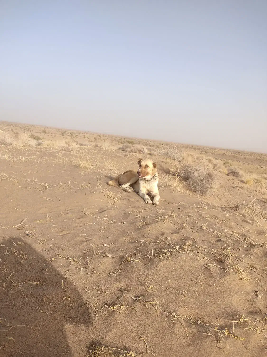 سگ گمشده شودهرکی دیدخبربد|حیوانات|قائن, |دیوار