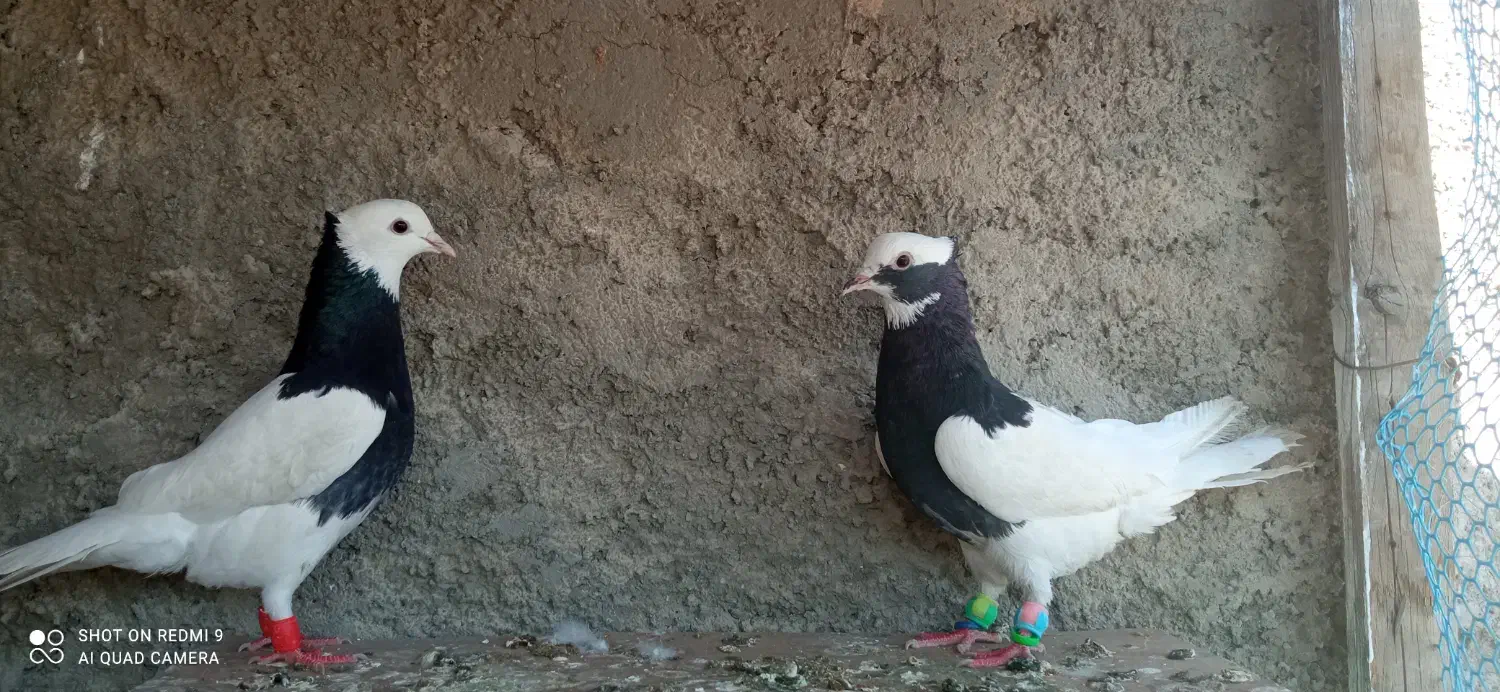 کفتر|پرنده|مرودشت, فرهنگ|دیوار