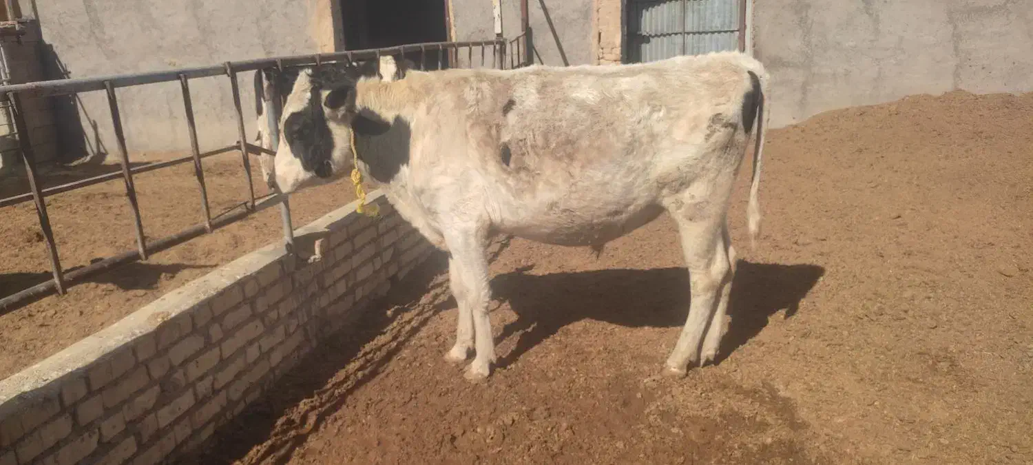 گوساله فروشی|حیوانات مزرعه|خرقان, |دیوار