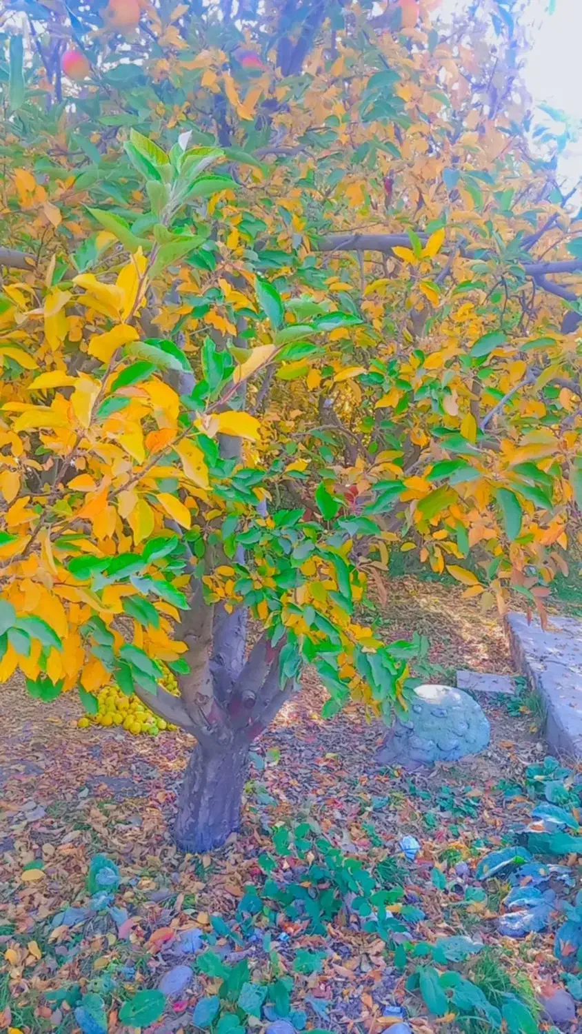 عکسی برداری.|خدمات پذیرایی، مراسم|بروجرد, |دیوار