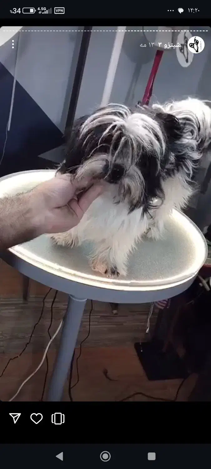 سگ شیتزو|سگ|قزوین, |دیوار