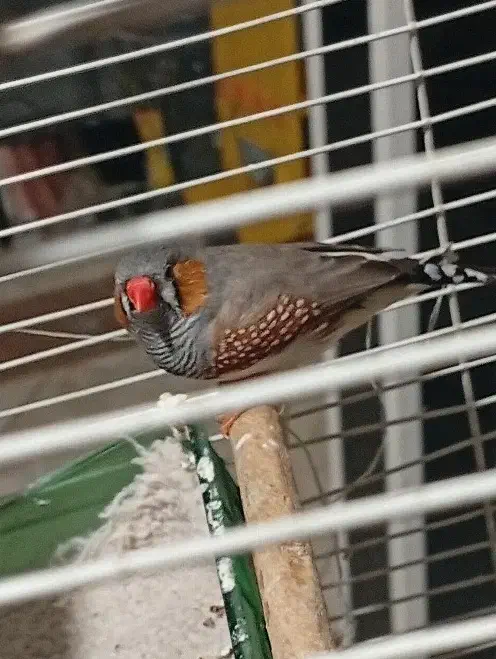 فنچ نر|پرنده|خمینی‌شهر, |دیوار