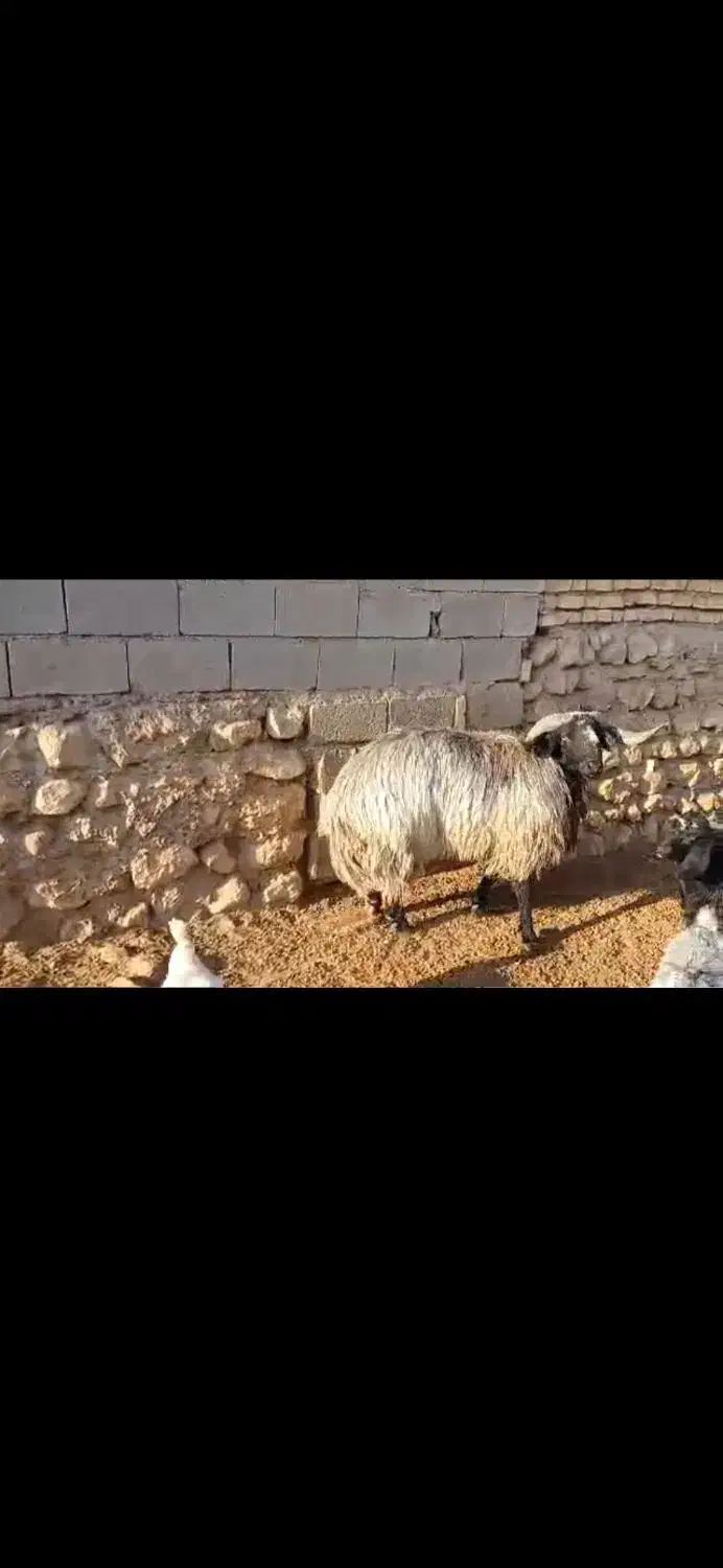 فروش قوچ|حیوانات مزرعه|ششده و قره بلاغ, |دیوار