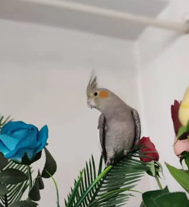 یک عدد عروس هلندی در میدان جانبازان گمشده|حیوانات|اردبیل, |دیوار