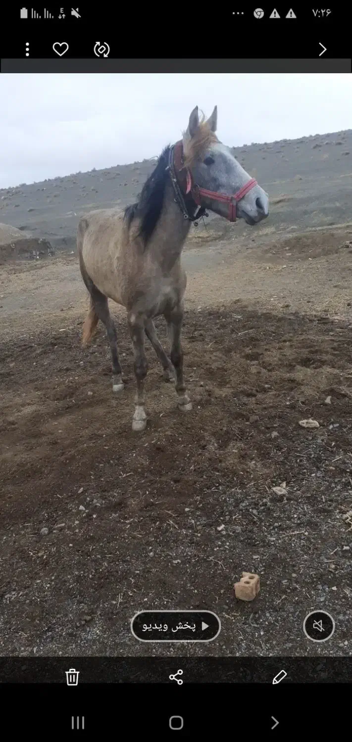 اسب سواری نریان ارام نجیب سال3|اسب و تجهیزات اسبسواری|تربت جام, شهید مدرس|دیوار