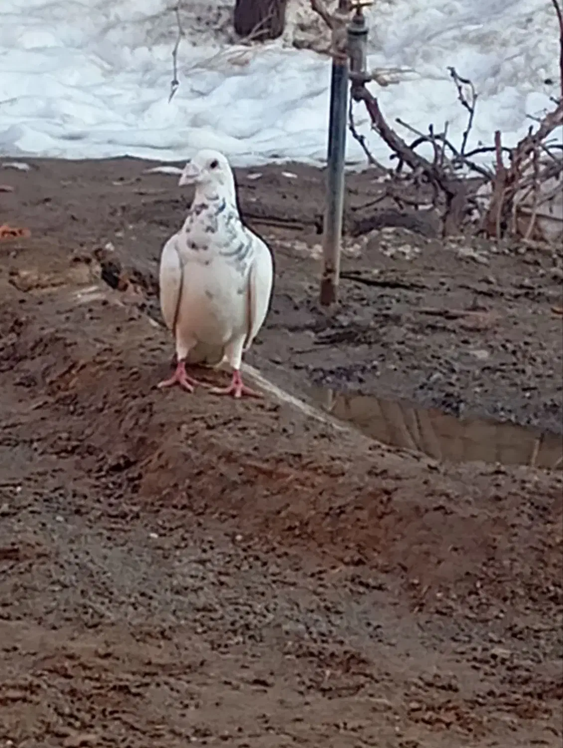 کبوترسار|پرنده|جوین, |دیوار