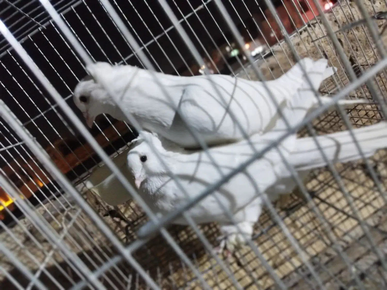 کفتر|پرنده|قم, ولیعصر|دیوار