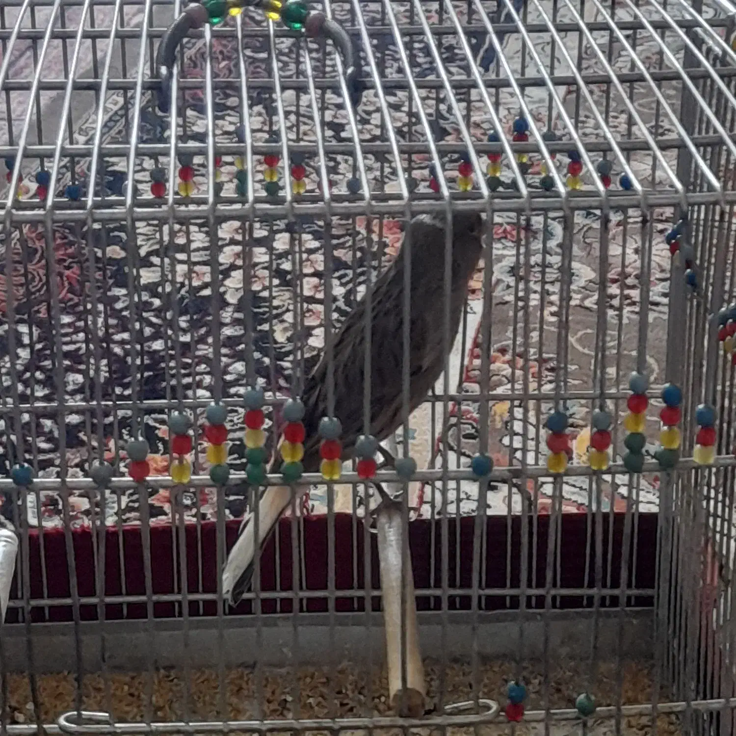 قناری نر|پرنده|صحنه, |دیوار