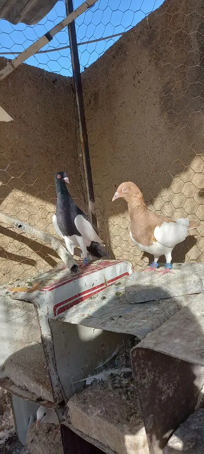 یک جفت یهودی|پرنده|بروجرد, |دیوار