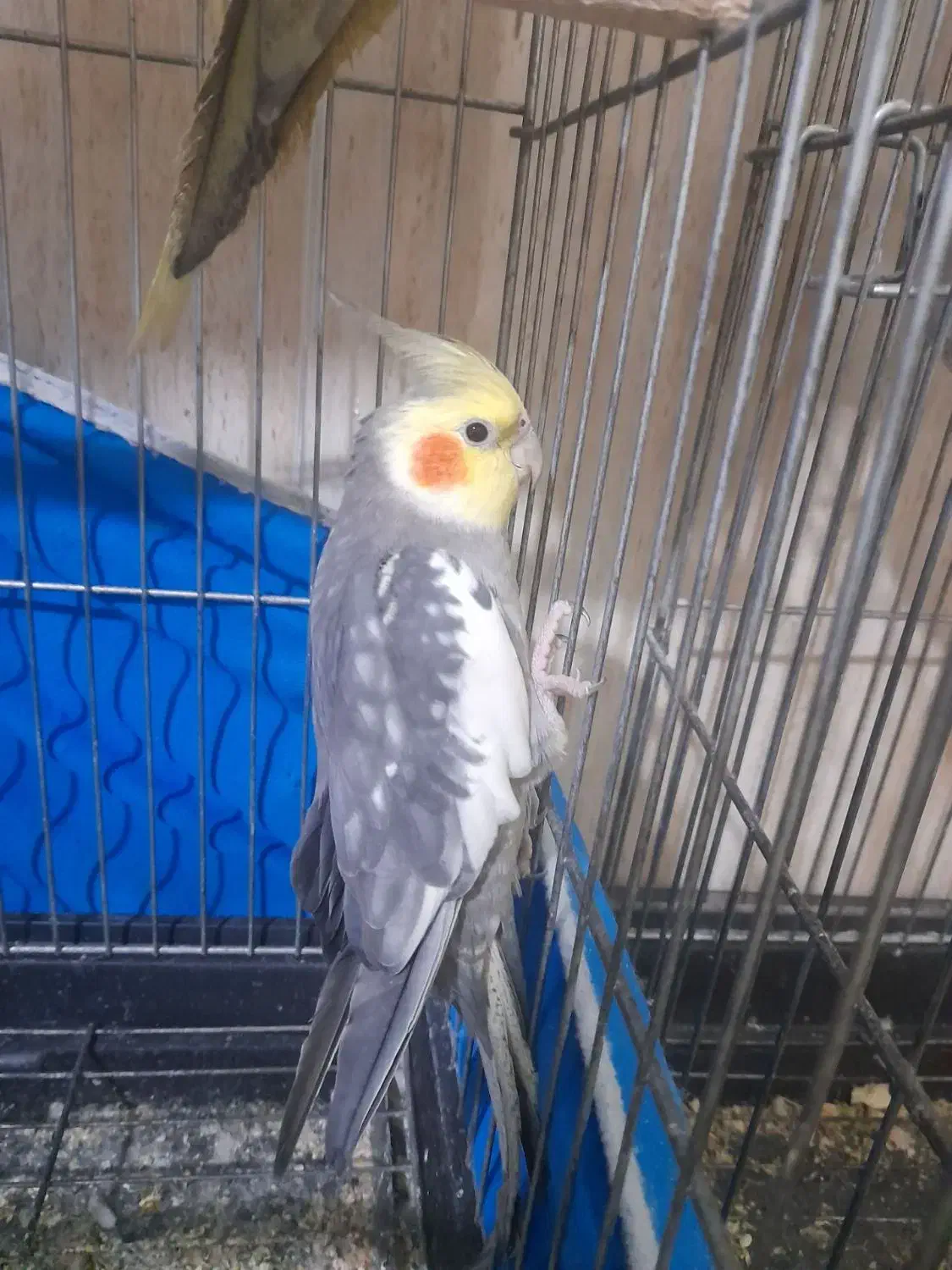 عروس هلندی|پرنده|باقرشهر, |دیوار