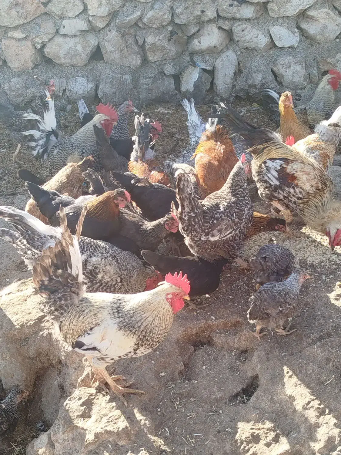 فروش خروس گلین و کوردی|حیوانات مزرعه|کارزان, |دیوار