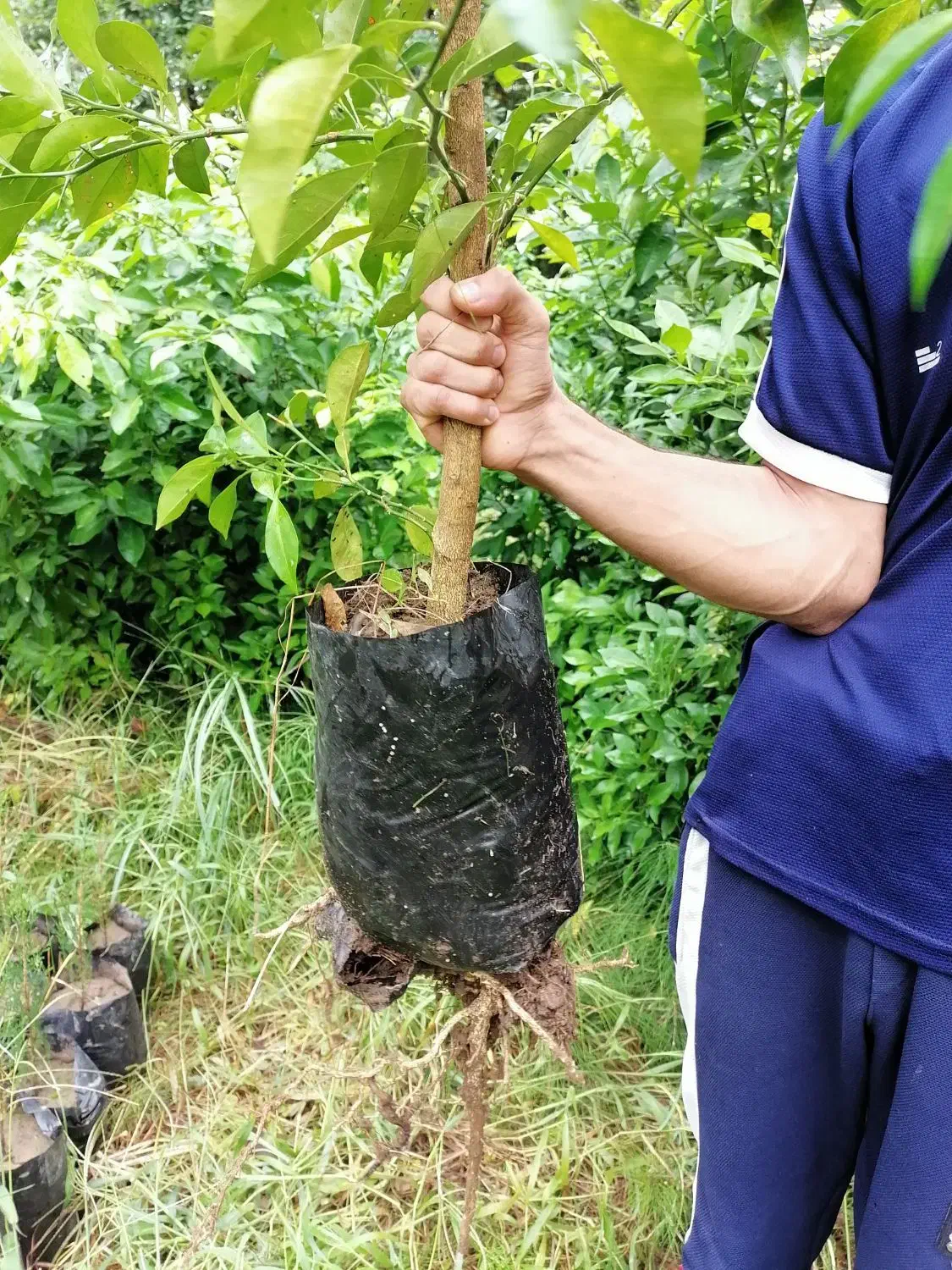 نهال نارنج شیرازی،ازگیل ژاپنی(انبوه)،سرونازشیرازی|خدمات باغبانی و درختکاری|لاهیجان, بازکیاگوراب|دیوار