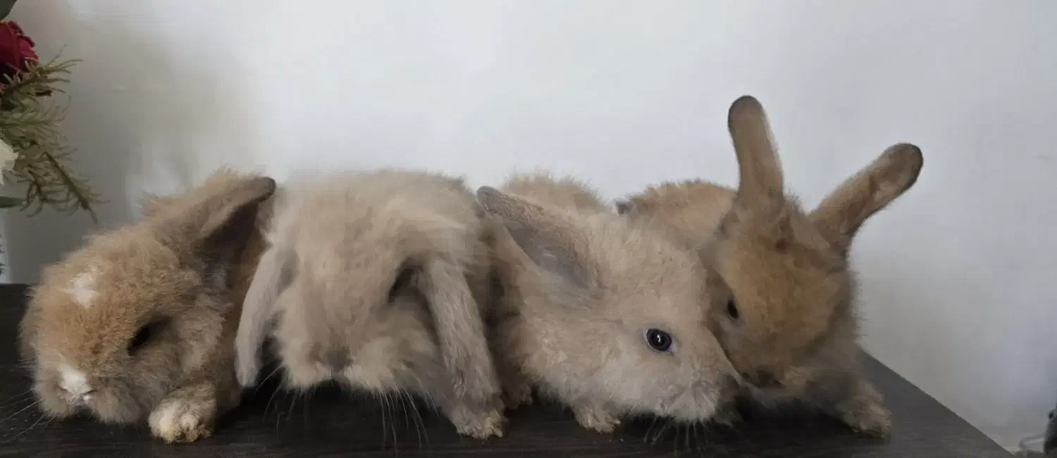 خرگوش لوپ|موش و خرگوش|کومله, |دیوار