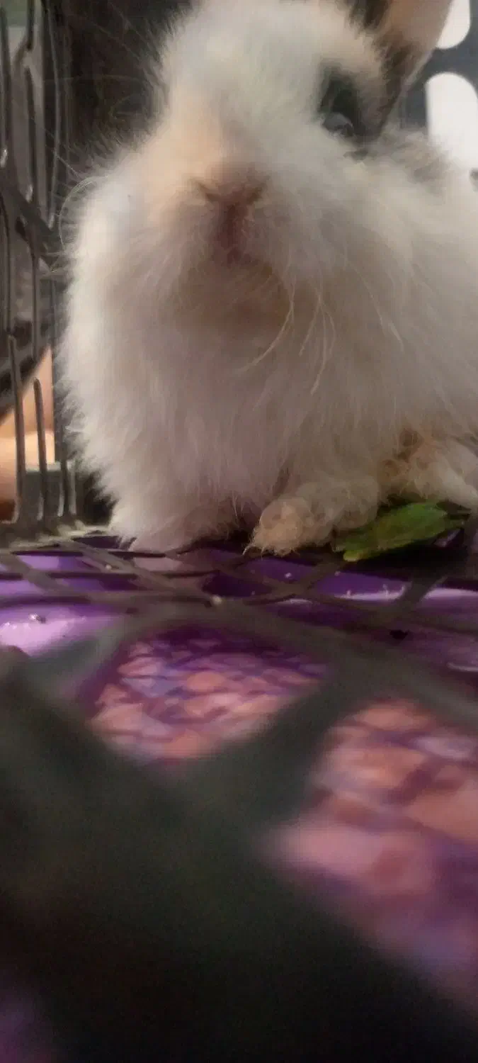 بچه خرگوش|موش و خرگوش|سنندج, |دیوار