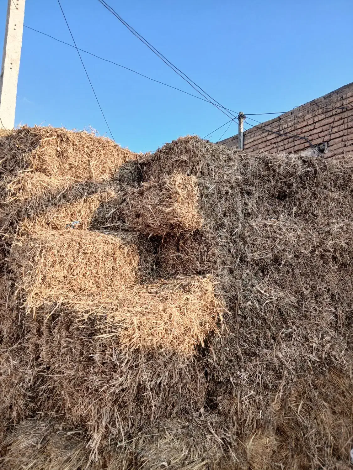 علف سویا|خدمات باغبانی و درختکاری|اردبیل, |دیوار