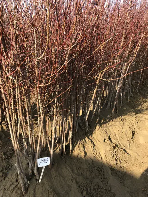 نهال میوه|خدمات باغبانی و درختکاری|شهریار, شهریار|دیوار