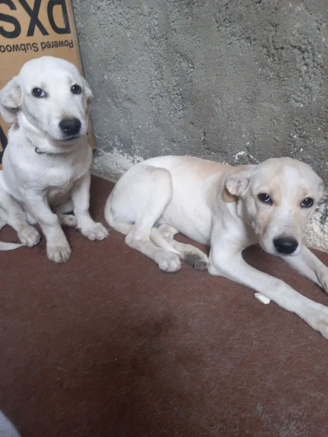 نبود جا|سگ|مشهد, ویلاشهر|دیوار