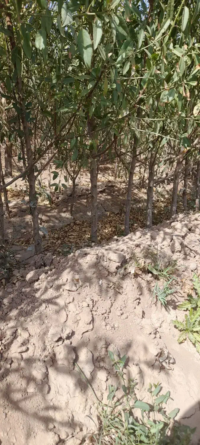 نهال بادام فقط ۷ هزار تومان|خدمات باغبانی و درختکاری|خسروشاه, |دیوار