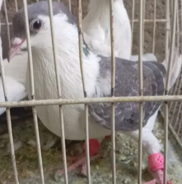 کبوتر بی بام|پرنده|تربت‌حیدریه, پائین ولایت|دیوار