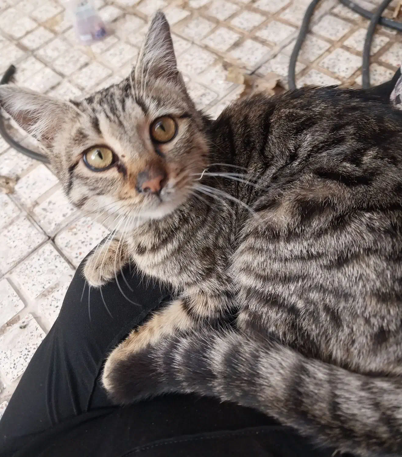 واگذاری|گربه|اسلامشهر, شهرک مصطفی خمینی|دیوار