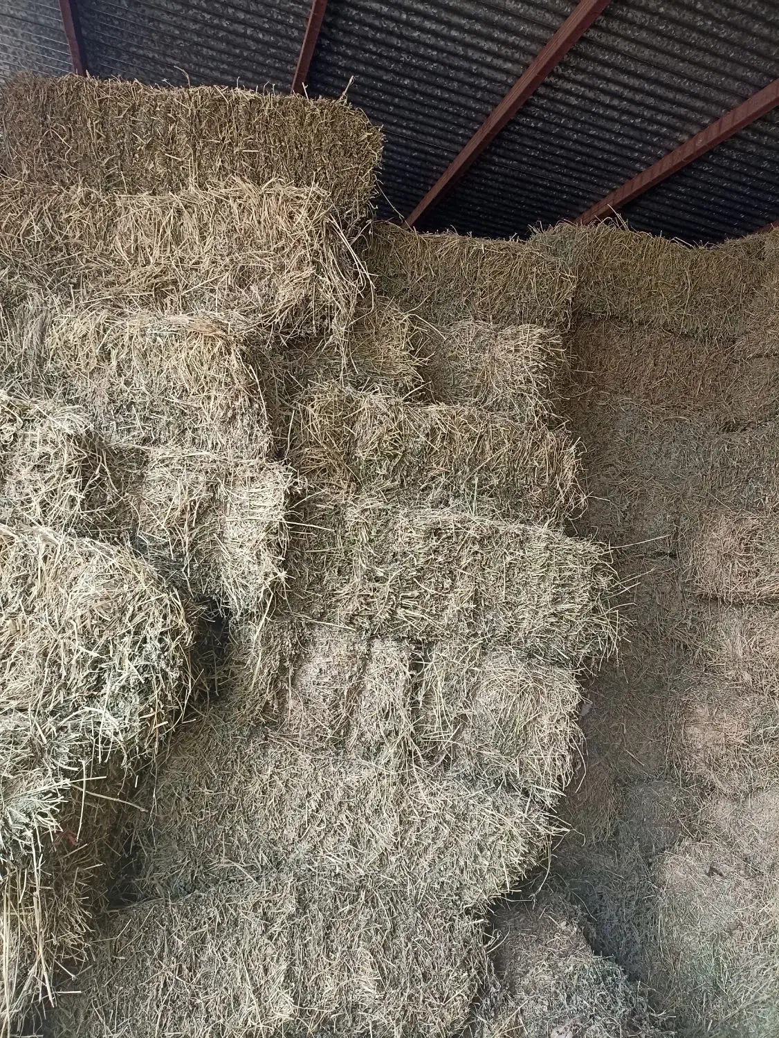 یونجه خشک انباری|خدمات باغبانی و درختکاری|ایوان, |دیوار