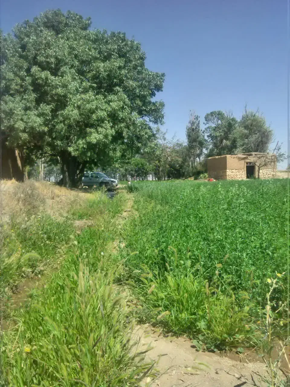 زمین کشاورزی|فروش دفتر صنعتی، کشاورزی، تجاری|فامنین, |دیوار