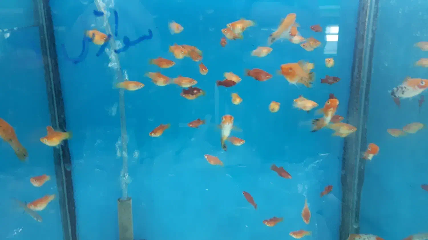 انواع ماهی گیاه خوار و گوشت خوار جدید|ماهی|کرمان, |دیوار