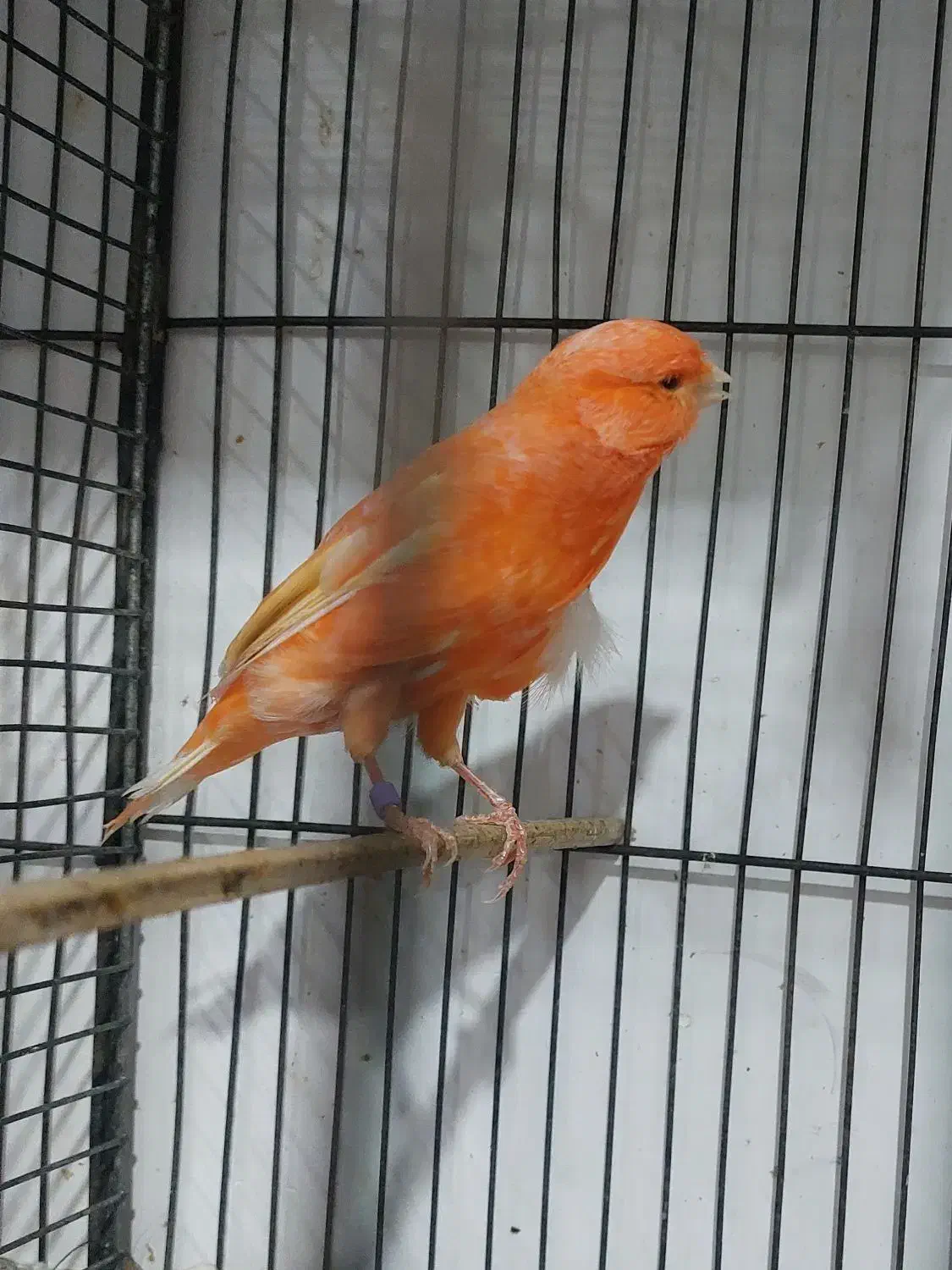 انواع قناری نر بخون ،سرخ  ،پرتقالی   سوخته|پرنده|سمنان, |دیوار