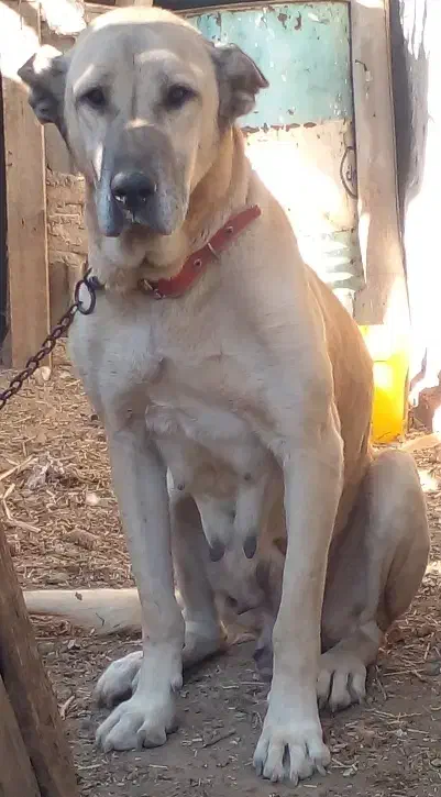 سگ ماده سرابی درشت|سگ|الوند, |دیوار