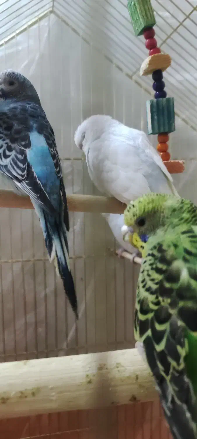 مرغ عشق|پرنده|شیراز, بالا کفت|دیوار