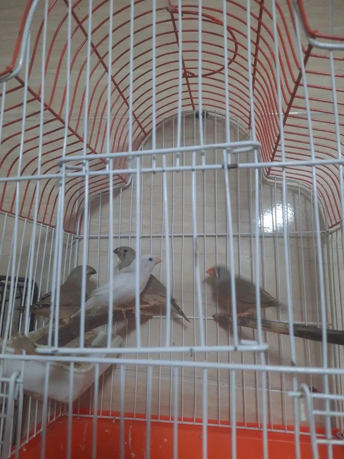 فنچ|پرنده|رشت, جماران|دیوار