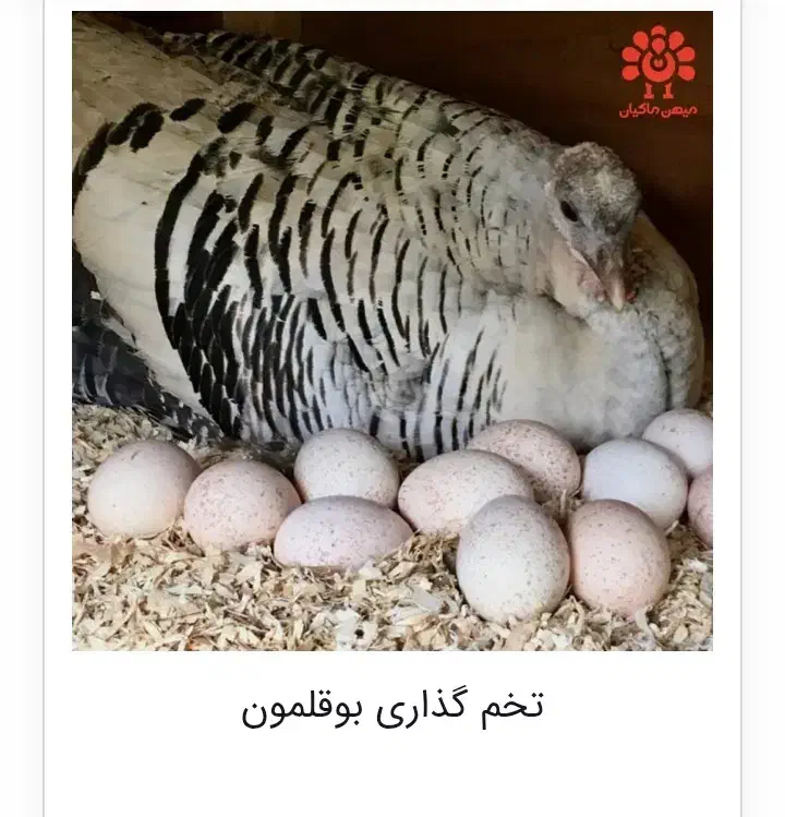 تخم بوقلمون نطفه دار صد در صد طبیعی وتضمینی|حیوانات مزرعه|مشگین شهر, |دیوار