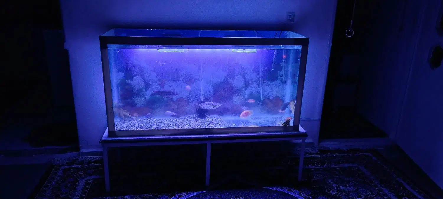 آکواریوم|ماهی|مشهد, رضاییه|دیوار