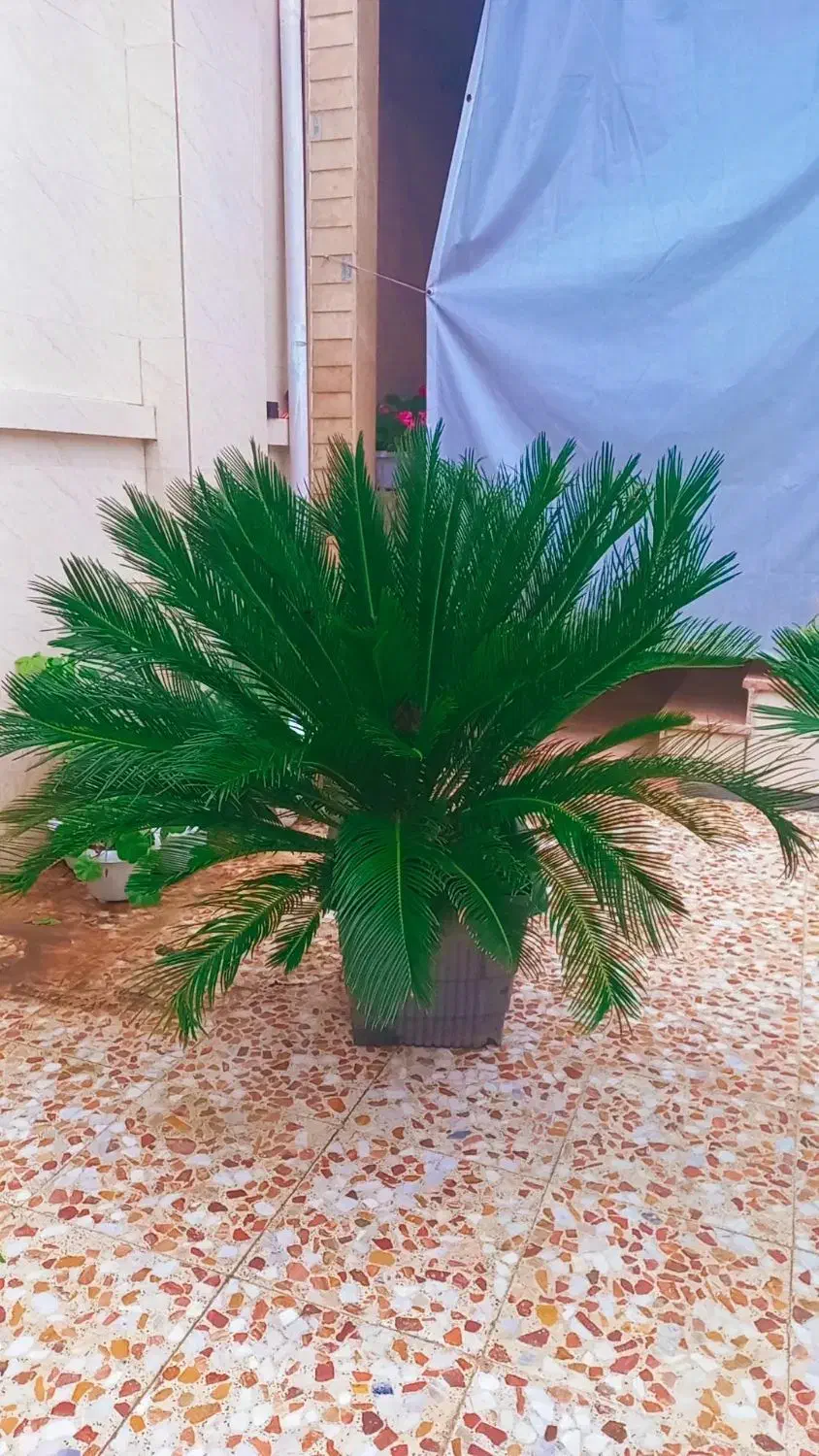 نخل سیکاس|گل و گیاه طبیعی|رضوانشهر, |دیوار