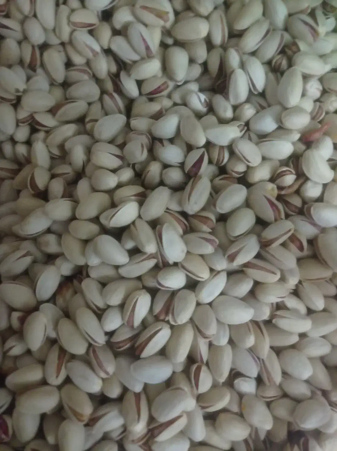 پسته خندان|خوردنی و آشامیدنی|قم, جهان بینی|دیوار