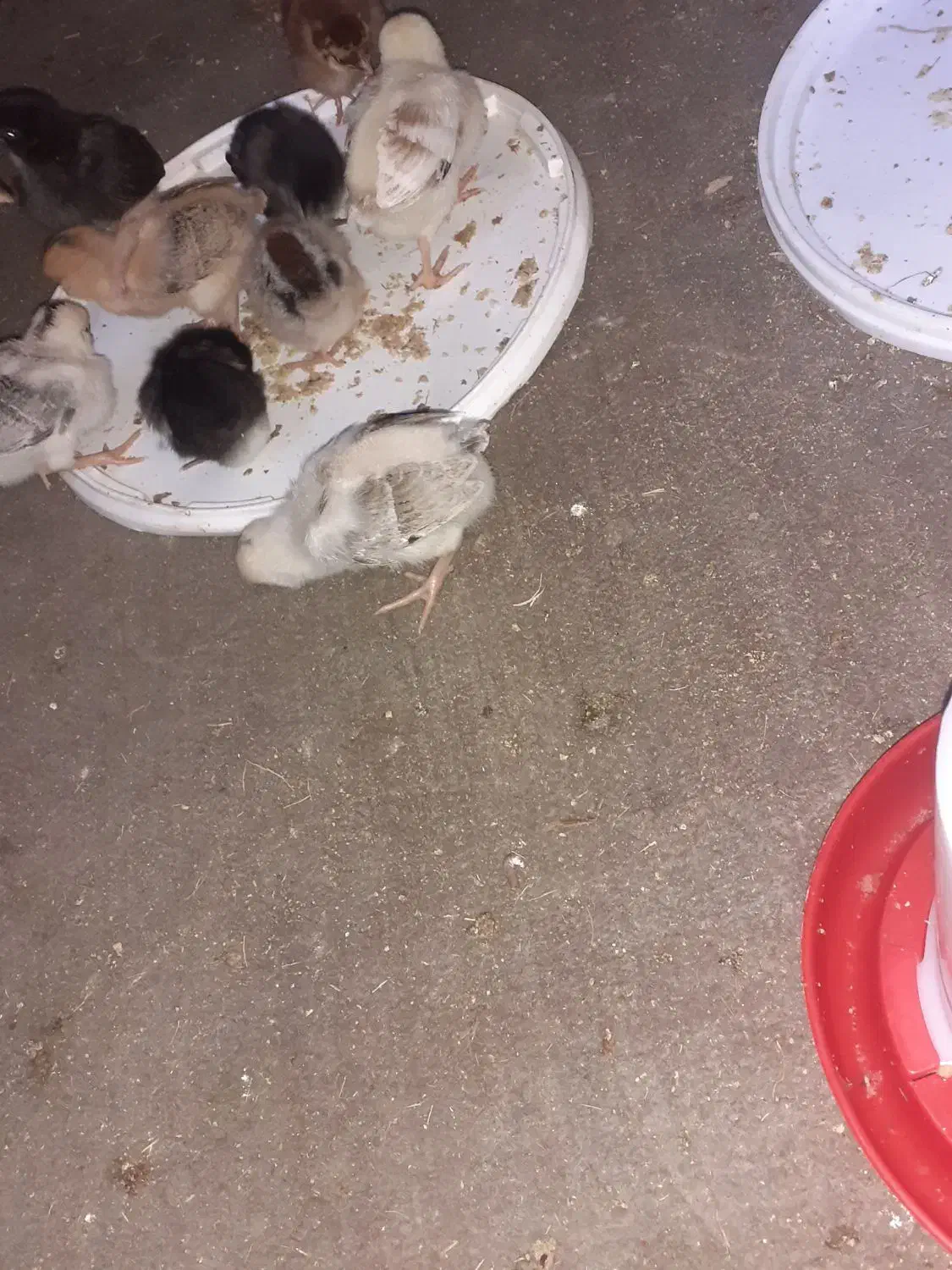 جوجه عربی وگلین|حیوانات مزرعه|سوسنگرد, |دیوار