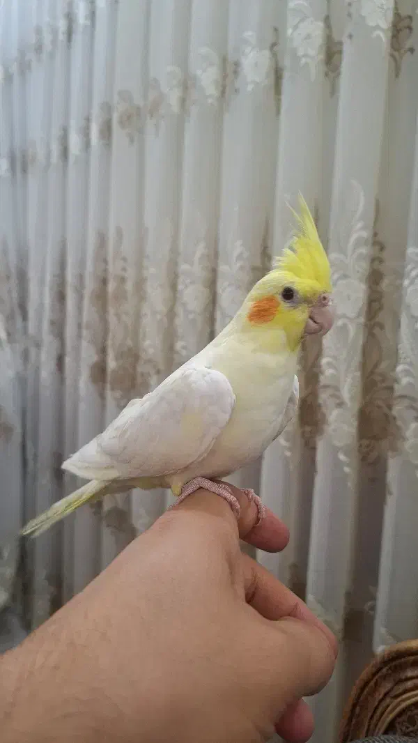 فروش عروس هلندی|پرنده|مرند, |دیوار