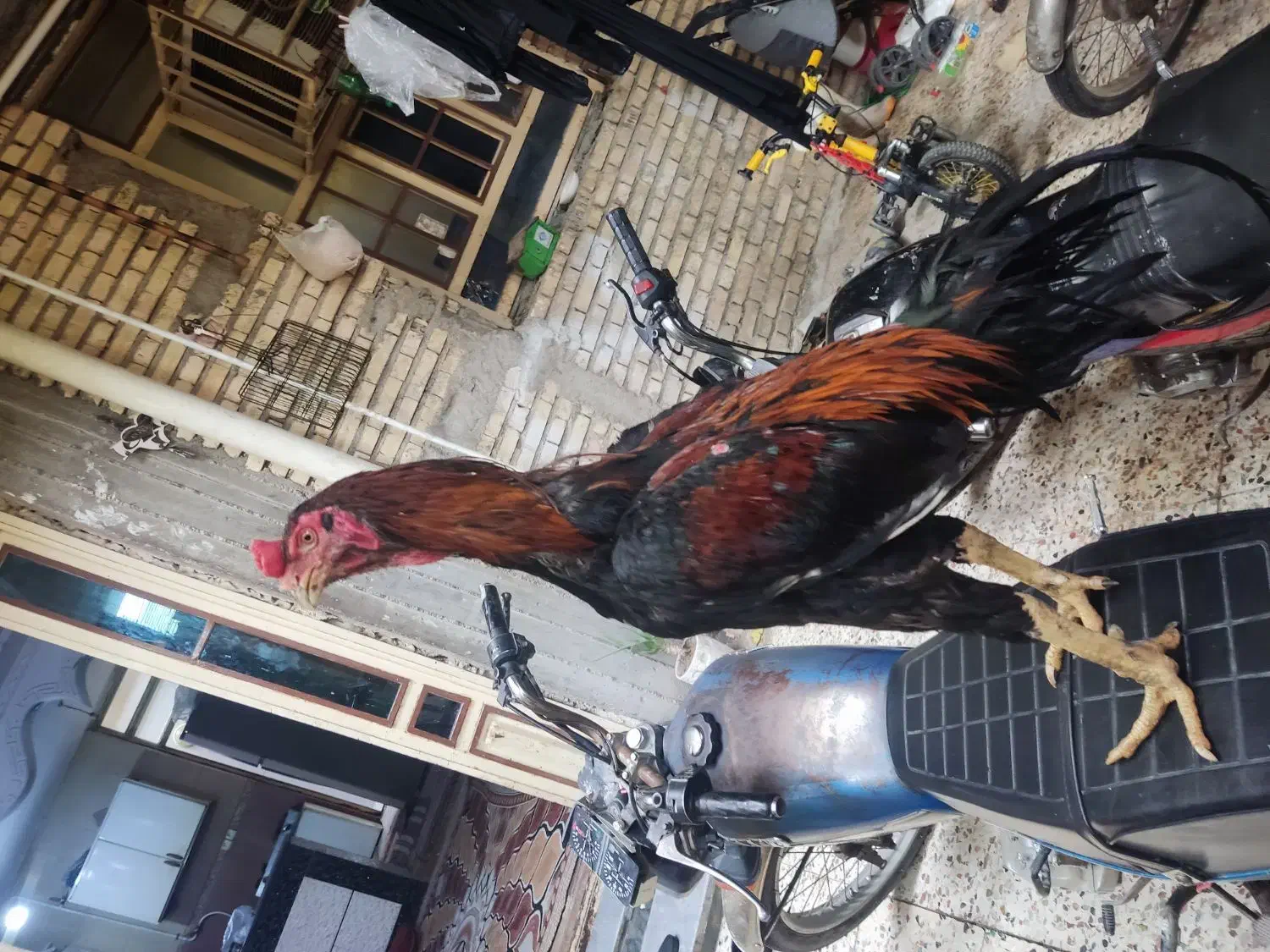 خروس اوشامو|حیوانات مزرعه|دیلم, |دیوار