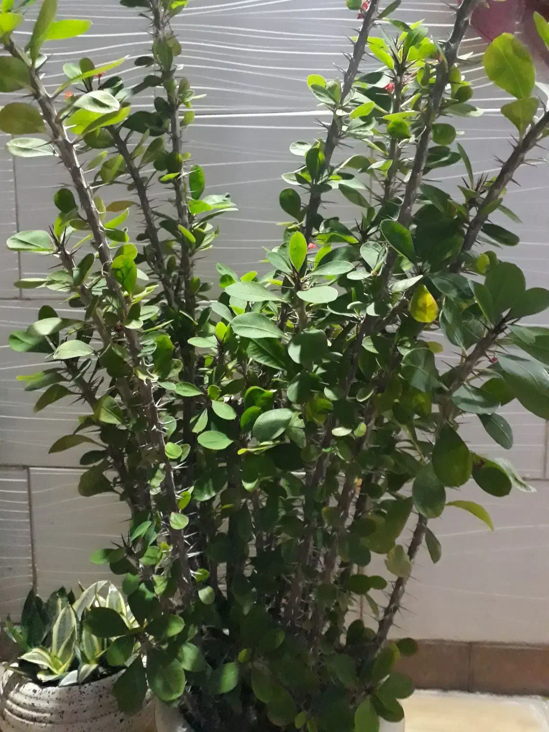 گل یشم و گل مرجان|گل و گیاه طبیعی|رشت, نظری|دیوار