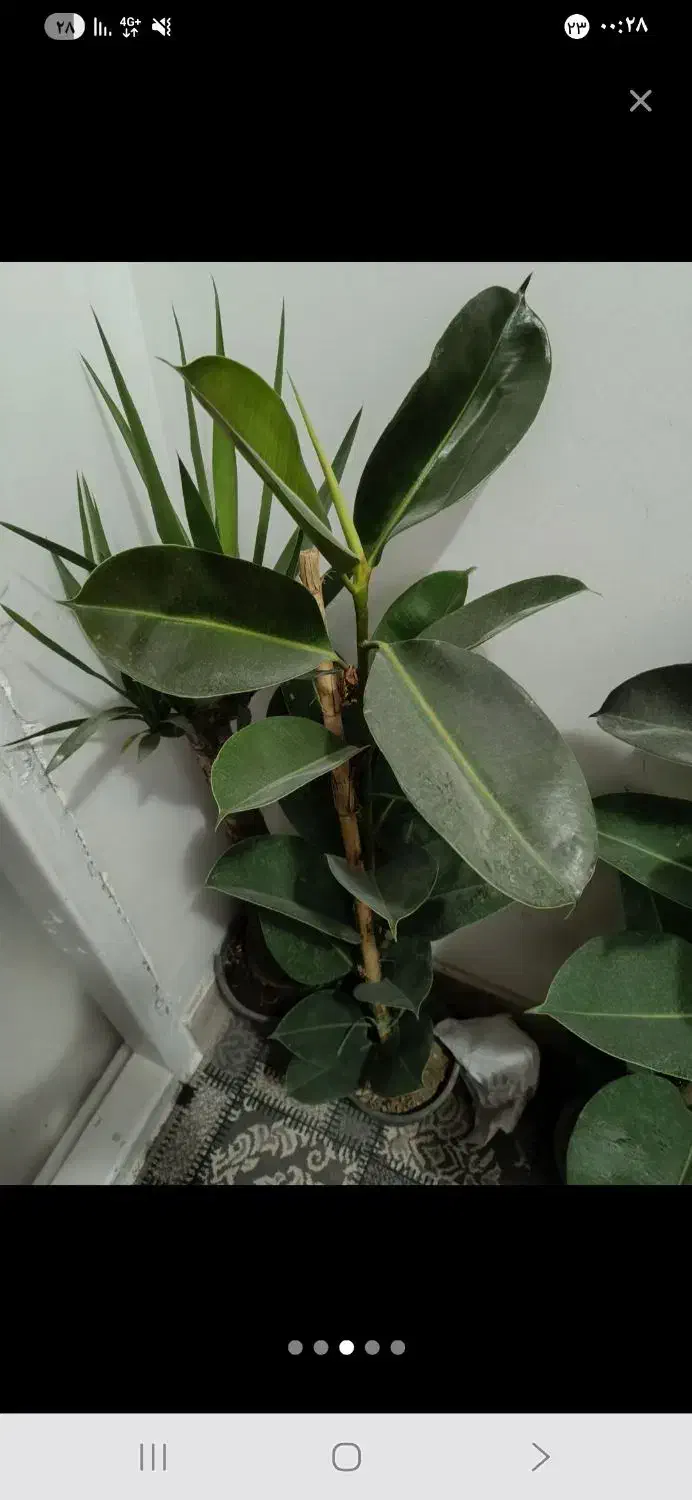 فیکوس سبز زیبا|گل و گیاه طبیعی|بجنورد, |دیوار