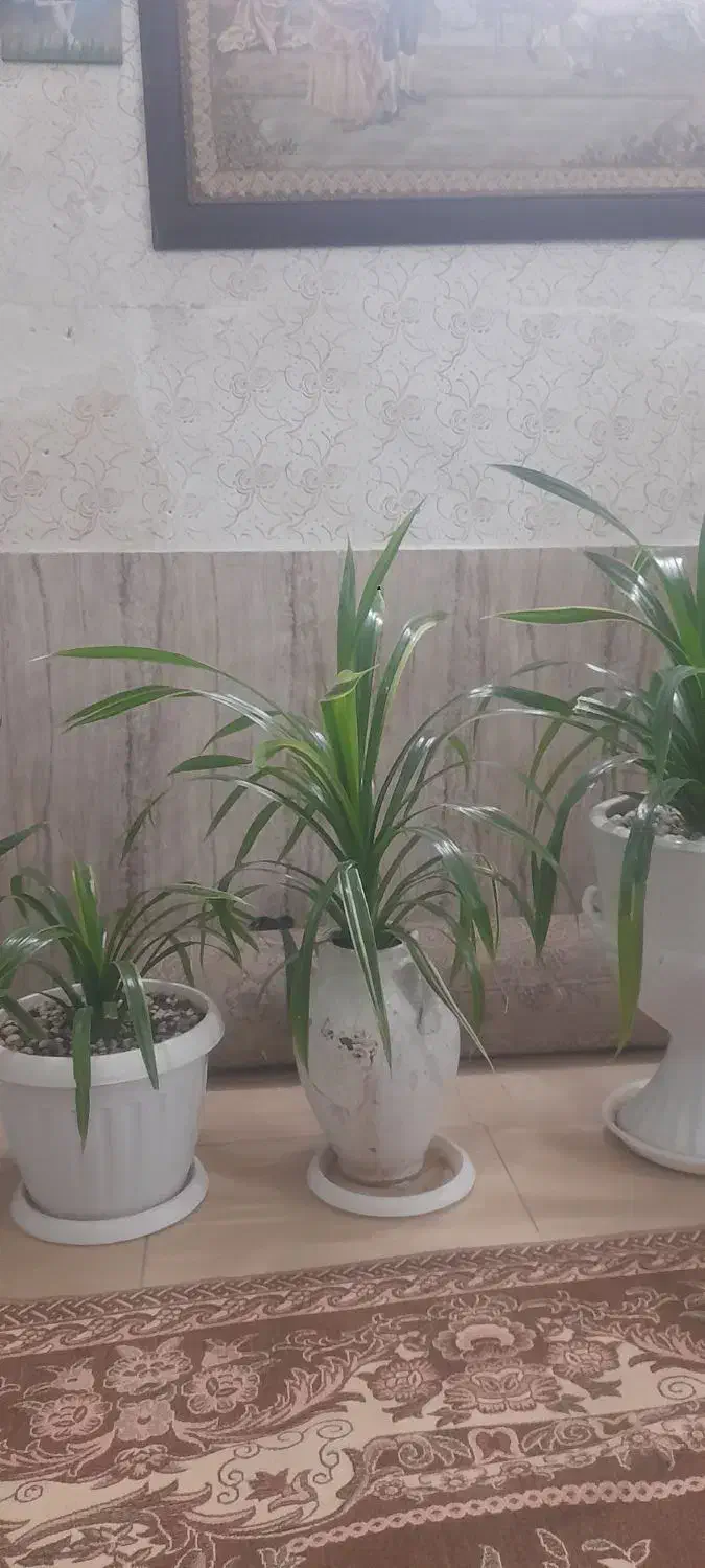 گل طبیعی|گل و گیاه طبیعی|مشهد, امیرآباد|دیوار