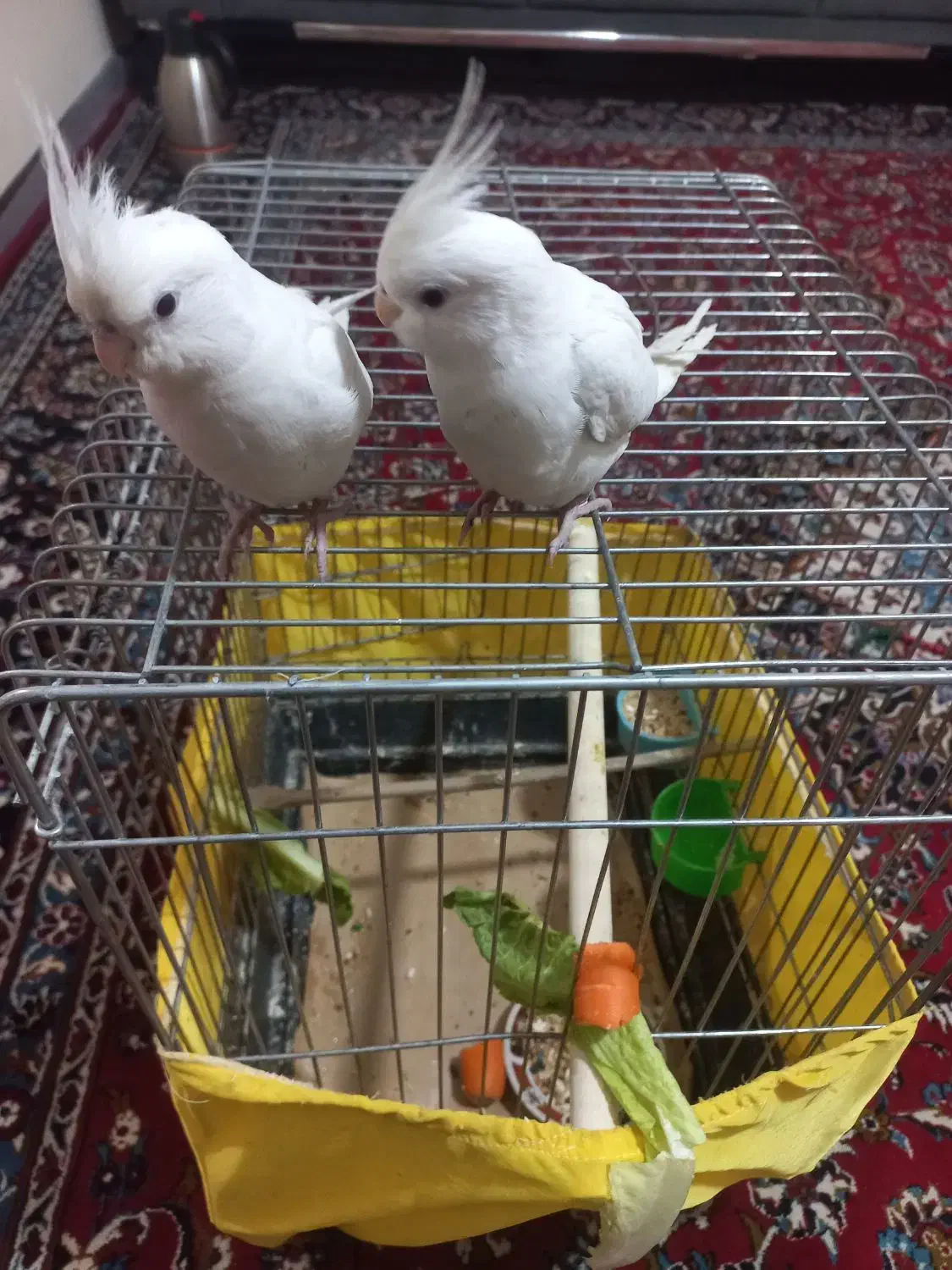 سلام یک تا عروس هلندی نر قیمت ۱۳۰۰۰۰۰|پرنده|پردیس, فاز ۱۱|دیوار