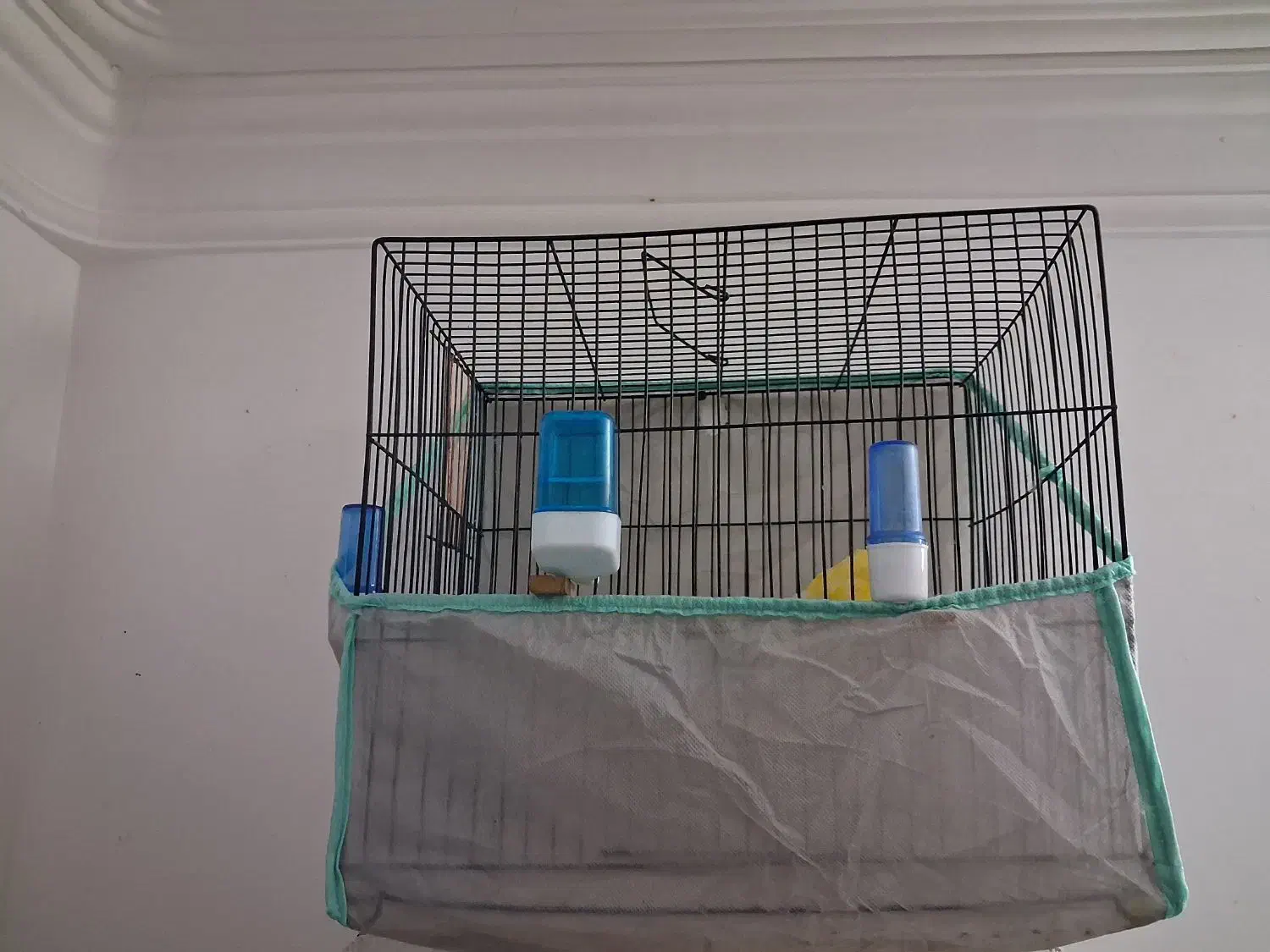 قناری|پرنده|بیرجند, |دیوار